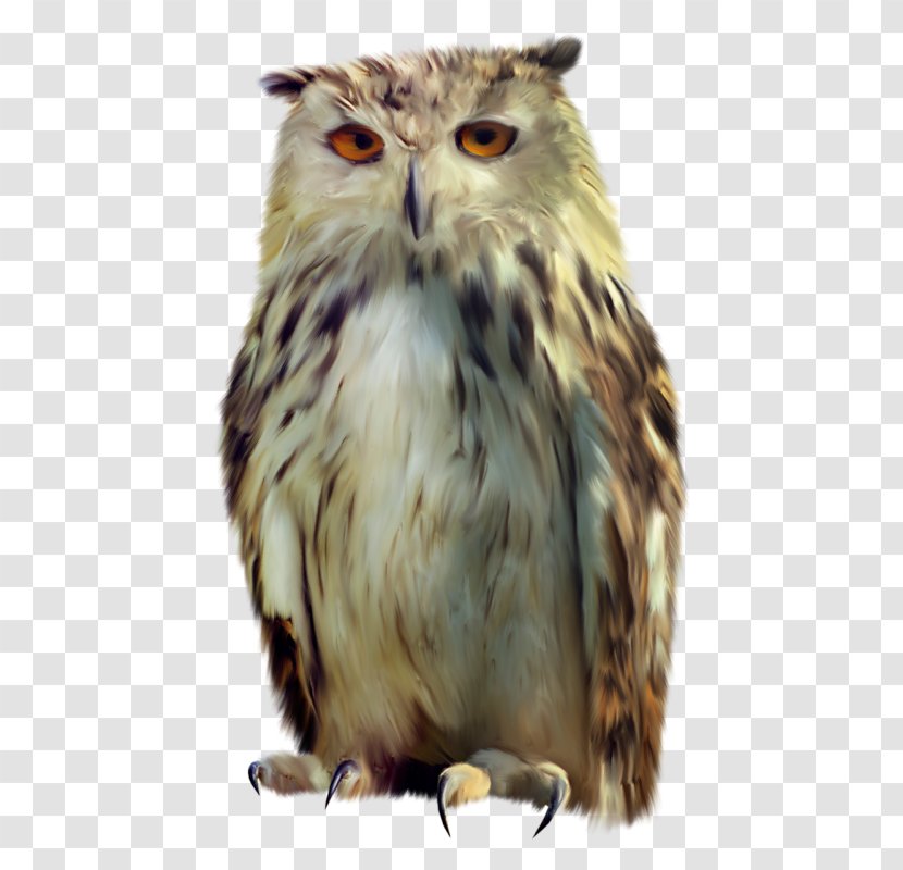 Little Owl Bird Transparent PNG