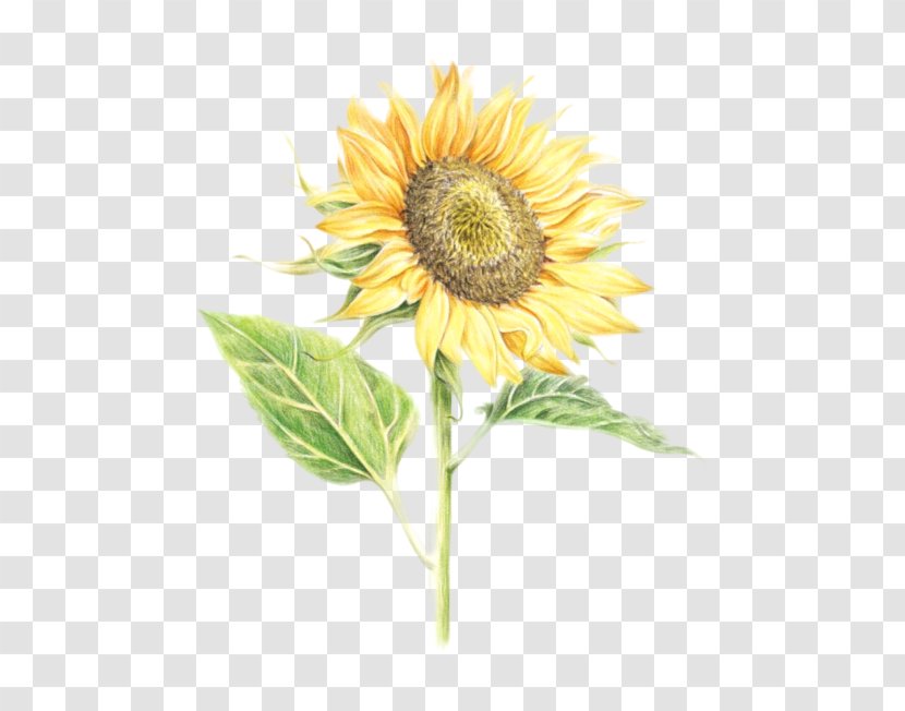 Watercolor Painting Drawing Image Common Sunflower Clip Art - For Study Transparent PNG