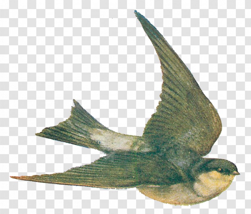 Swallow Bird Drawing Clip Art - Flying Transparent PNG