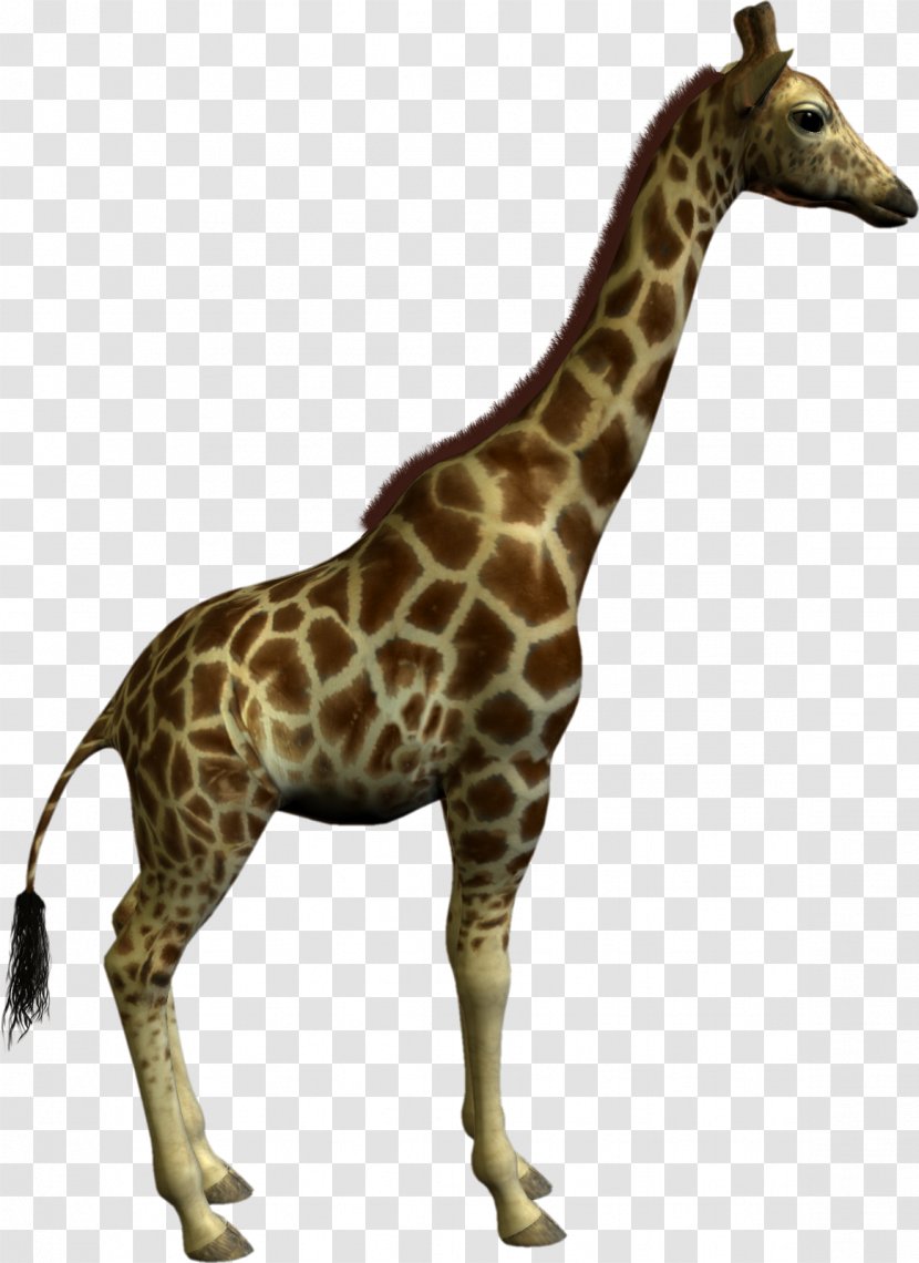 Northern Giraffe Clip Art Transparent PNG