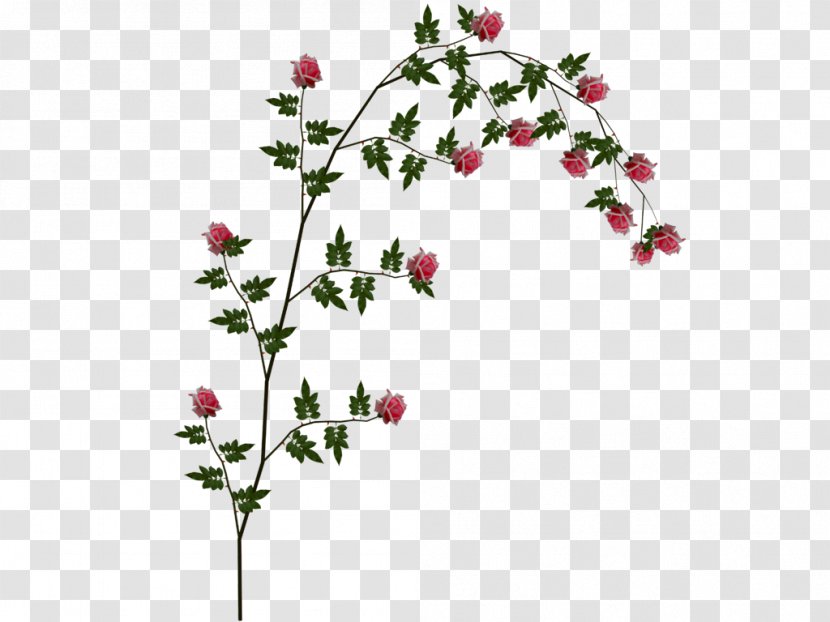 Beach Rose Vine Clip Art - Floristry - Qg Transparent PNG