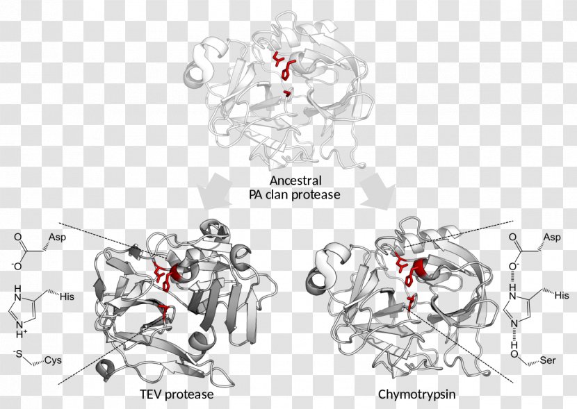 Catalytic Triad Serine Protease Catalysis TEV - Watercolor - Cartoon Transparent PNG