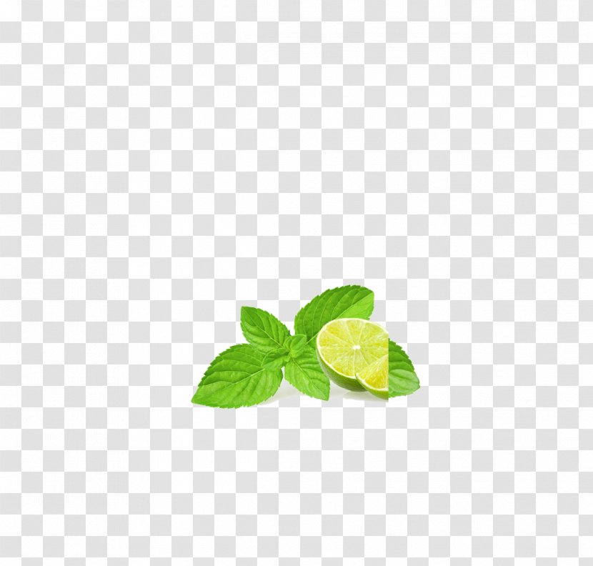 Leaf Download Clip Art - Plant - Mint, Lemon Transparent PNG