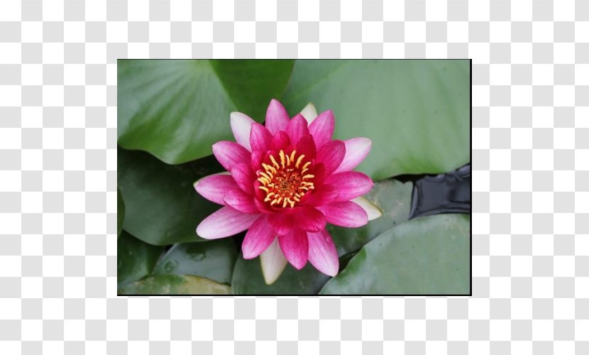 Water Lilies Garden Lake Proteales Koi Transparent PNG