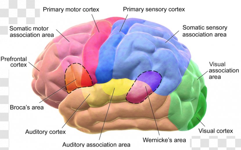 Cerebral Cortex Broca's Area Lobes Of The Brain Wernicke's - Heart Transparent PNG