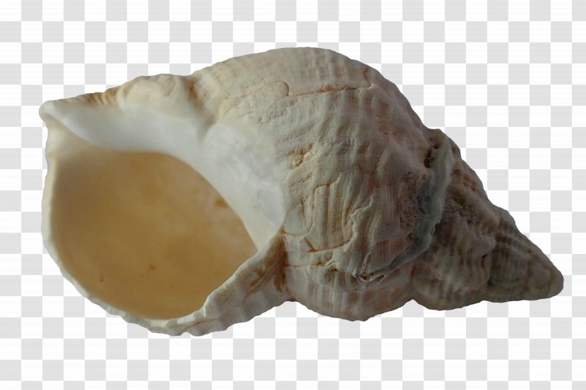 Mussel Seashell Gastropod Shell Snail Bivalvia - Sand Transparent PNG