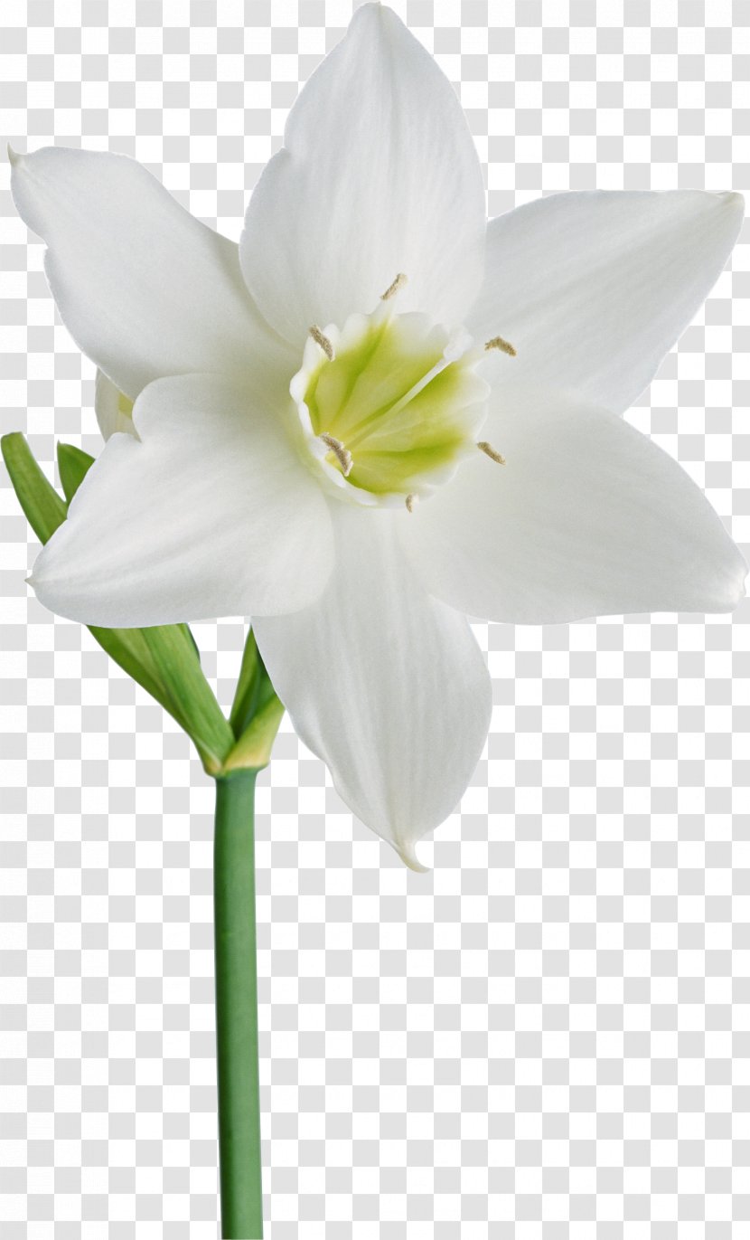 Flower Daffodil Albom Clip Art - Photography - Gurdwara Transparent PNG