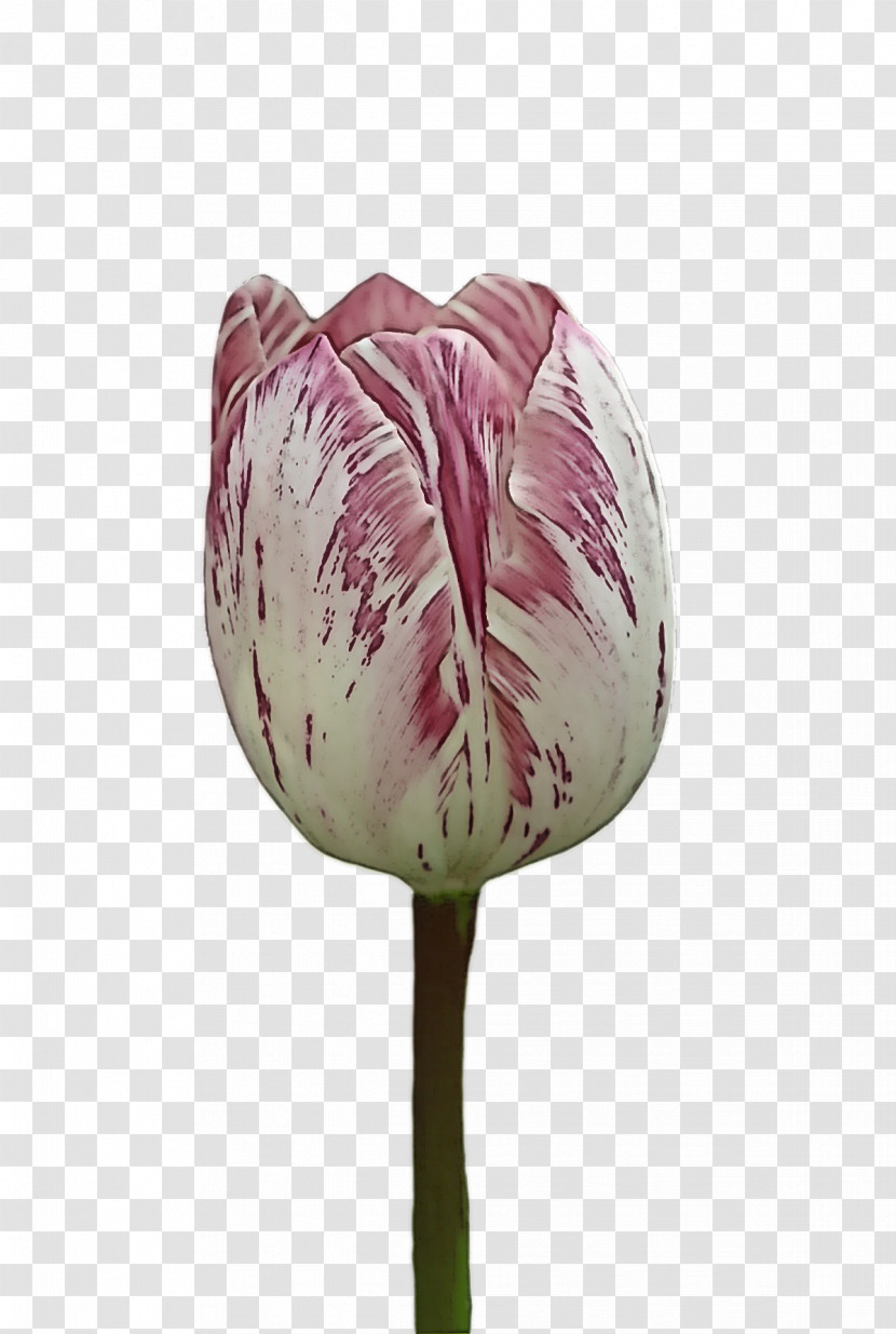 Plant Stem Tulip Lilies Petal Flower Transparent PNG