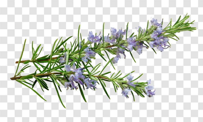 Rosemary English Lavender Essential Oil Mediterranean Cuisine Herb - Tree - Side Effects Transparent PNG