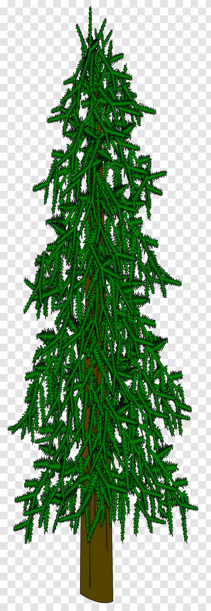 Evergreen Tree Conifers Fir Spruce - Forest Transparent PNG