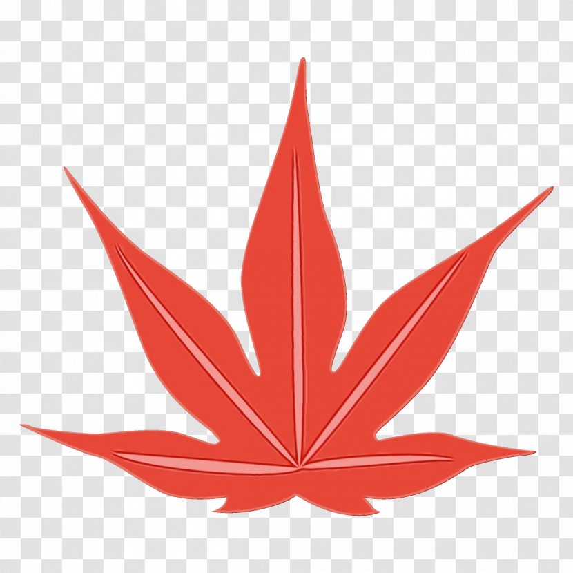 Maple Leaf - Sweet Gum - Plane Hemp Family Transparent PNG