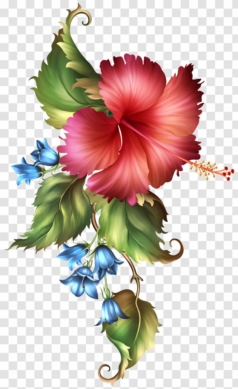 Drawing Of Family - Painting - Chinese Hibiscus Mallow Transparent PNG