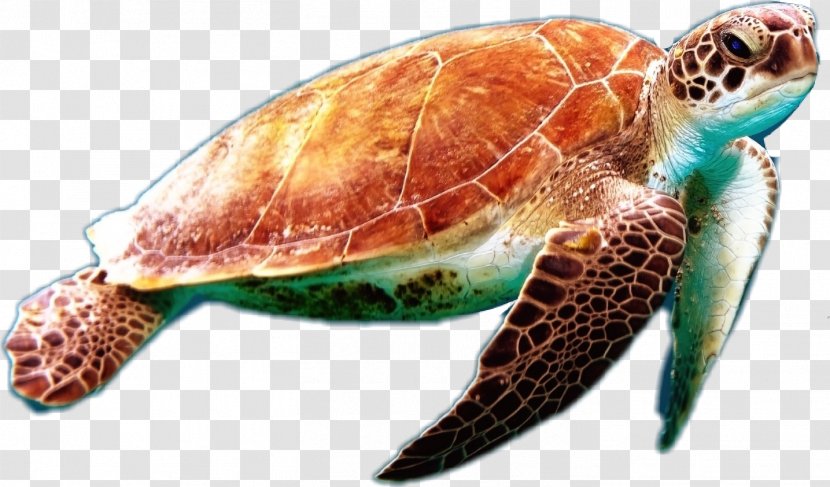 Loggerhead Sea Turtle Green Conservancy - Drawing Aquatic Animal Transparent PNG