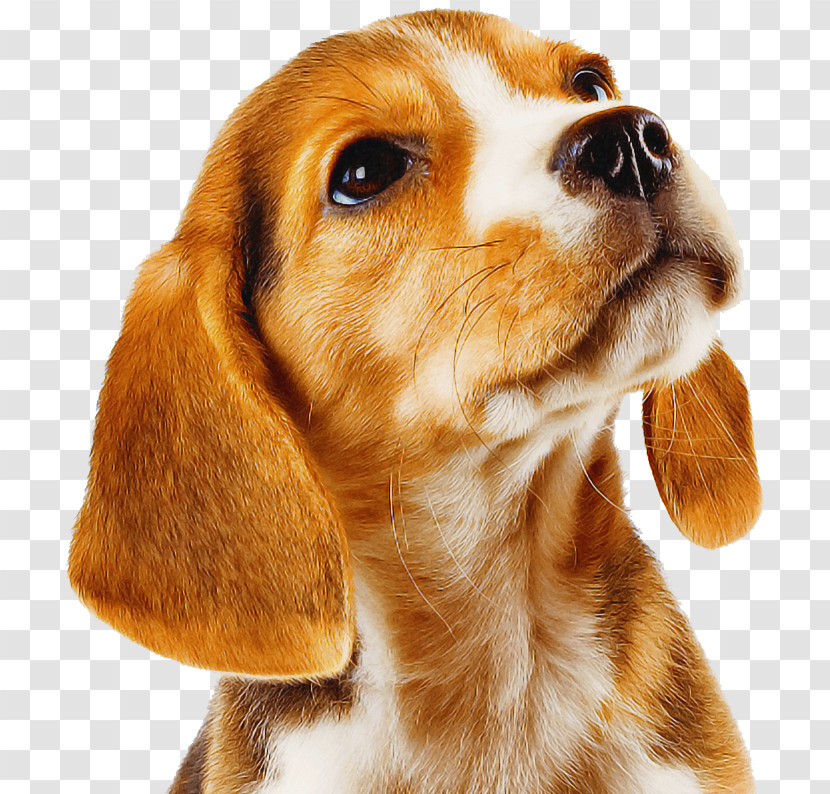 Dog Beagle Companion Dog Snout Nose Transparent PNG