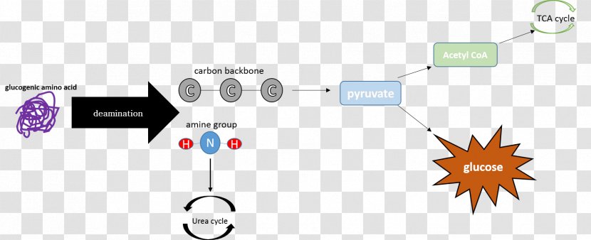 International Journal Of Molecular Sciences Farmingdale Enzo Life Sciences, Inc. MDPI Brand - Diagram - Gluconeogenesis Transparent PNG