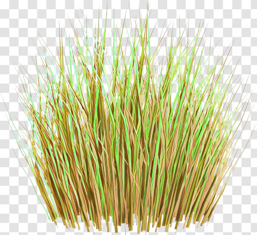 Wheat Cartoon - Vetiver - Aquarium Decor Sprouted Transparent PNG