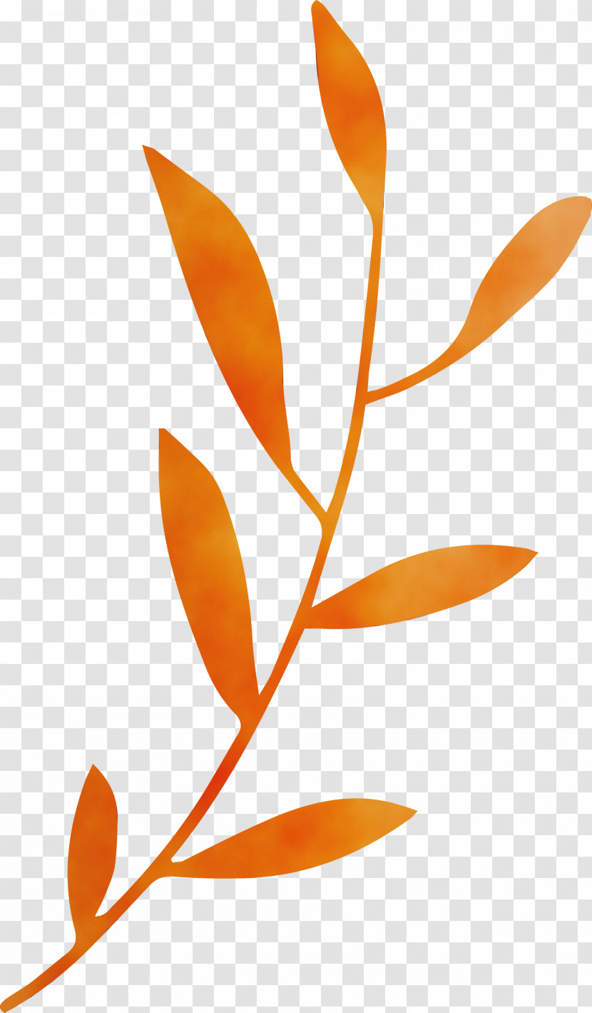 Plant Stem Leaf Orange S.a. Font Transparent PNG