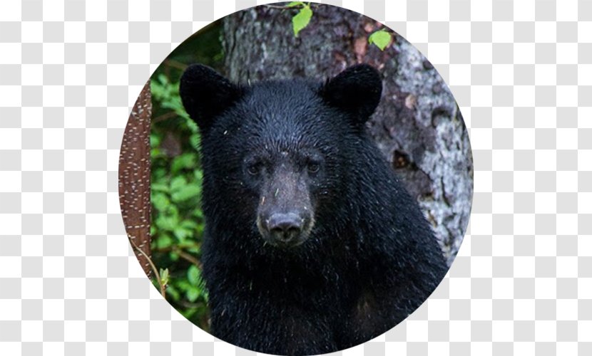 Grizzly Bear American Black Brown Lake - Animal Transparent PNG