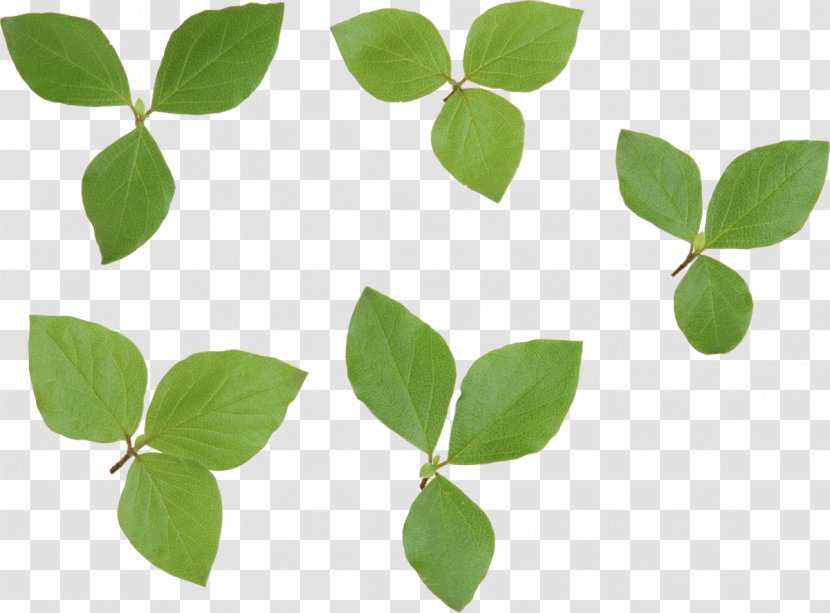 Look At Leaves Leaf Desktop Wallpaper Clip Art - Plant Stem - Green Transparent PNG