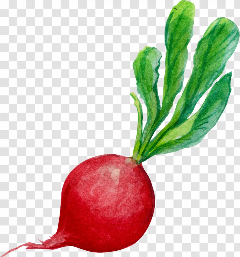 Clip Art Watercolor Painting Carrot - Baby Transparent PNG