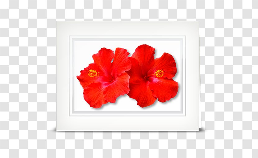 Flower Petal Gardenia Seed Hibiscus - Cottage Transparent PNG