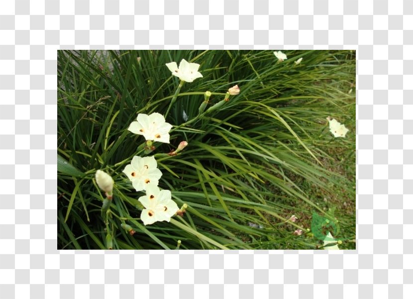 Dietes Iridioides Bicolor Moraea Plant Garden Transparent PNG