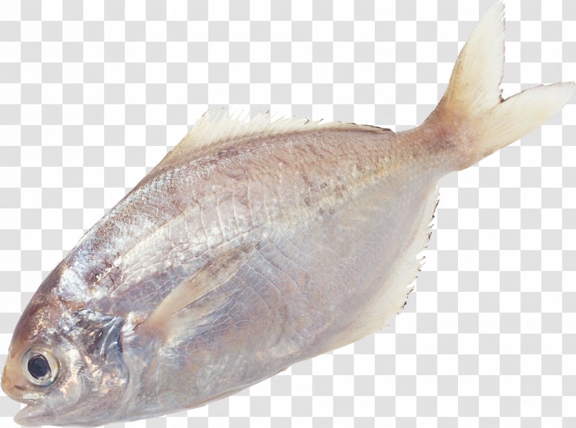 Fish PhotoScape Clip Art - Red Seabream Transparent PNG