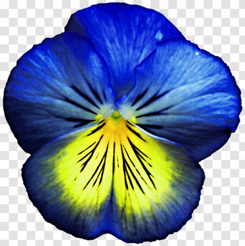 Pansy Flower Violet Blue Yellow - Plant Transparent PNG