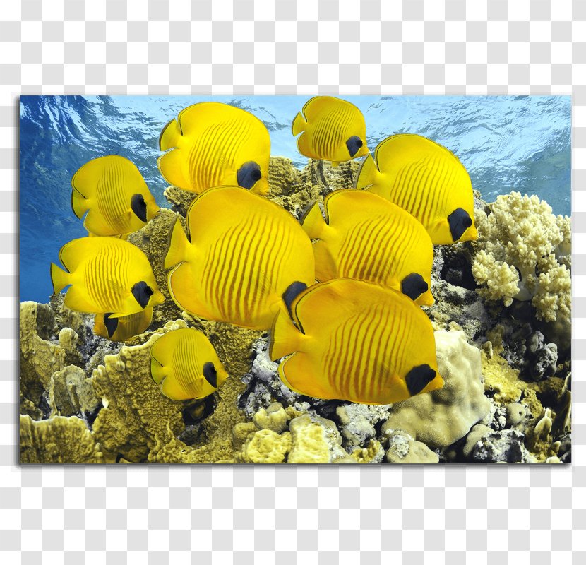 Fish Red Sea Aquarium Yellow Ocean - Butterflyfishes Transparent PNG