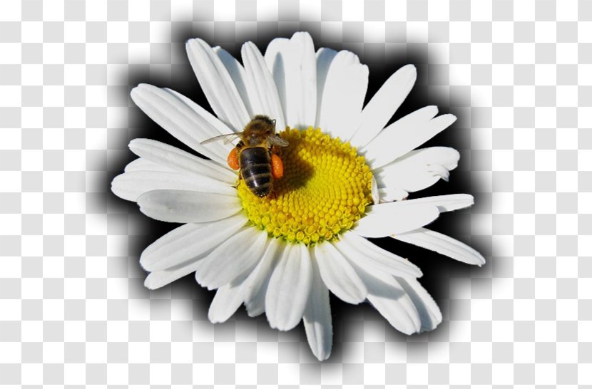 Honey Bee Oxeye Daisy Roman Chamomile Nectar Chrysanthemum - Heart - Girassol Transparent PNG