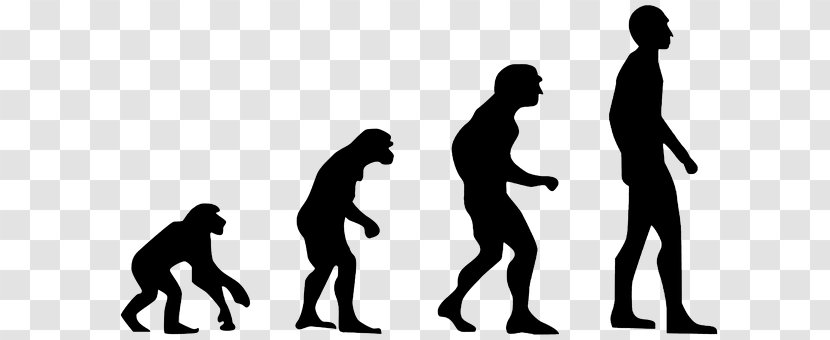 Primate Human Evolution Neanderthal - Ape Transparent PNG