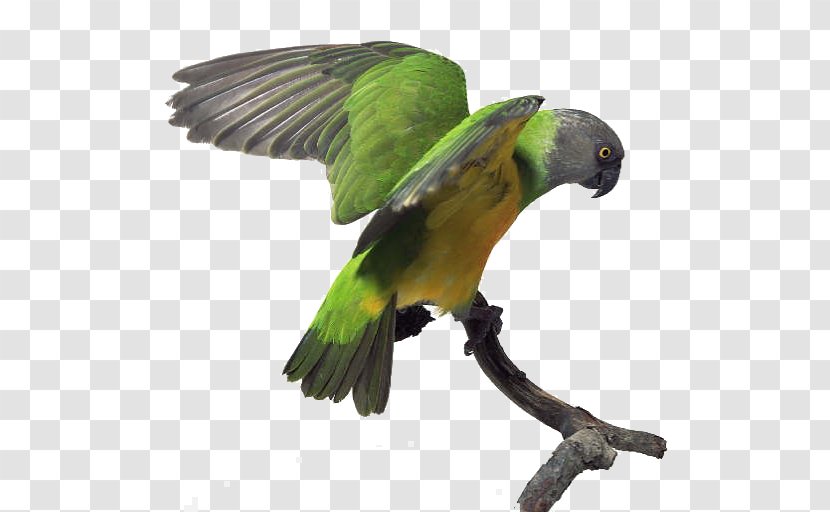 Budgerigar Senegal Parrot Bird Amazon - Fauna Transparent PNG