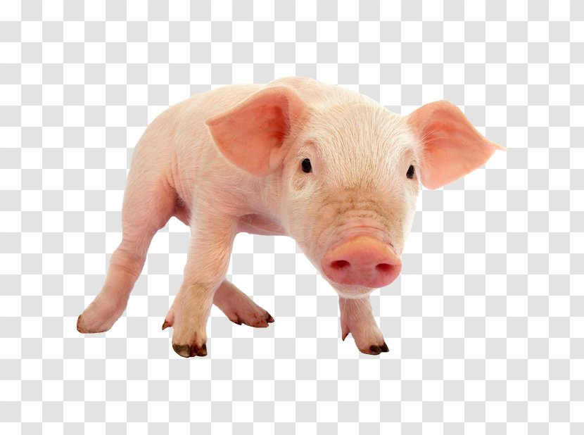 Domestic Pig Piglet - Sticker Transparent PNG