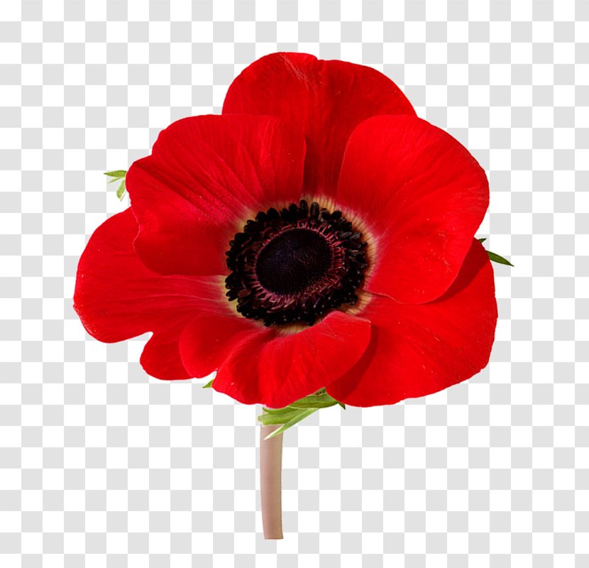 In Flanders Fields Remembrance Poppy Armistice Day Lest We Forget - Flower Transparent PNG