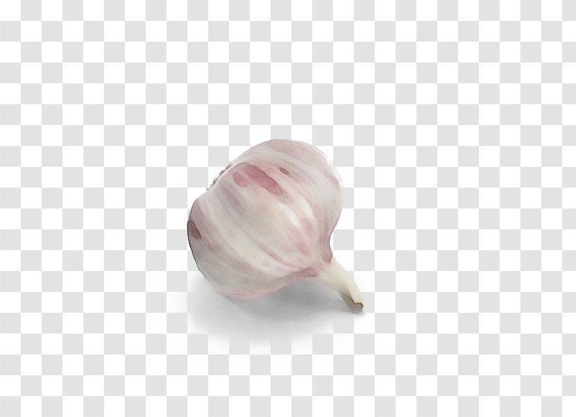 Pink Vegetable Plant Shallot Garlic - Petal - Allium Tulip Transparent PNG