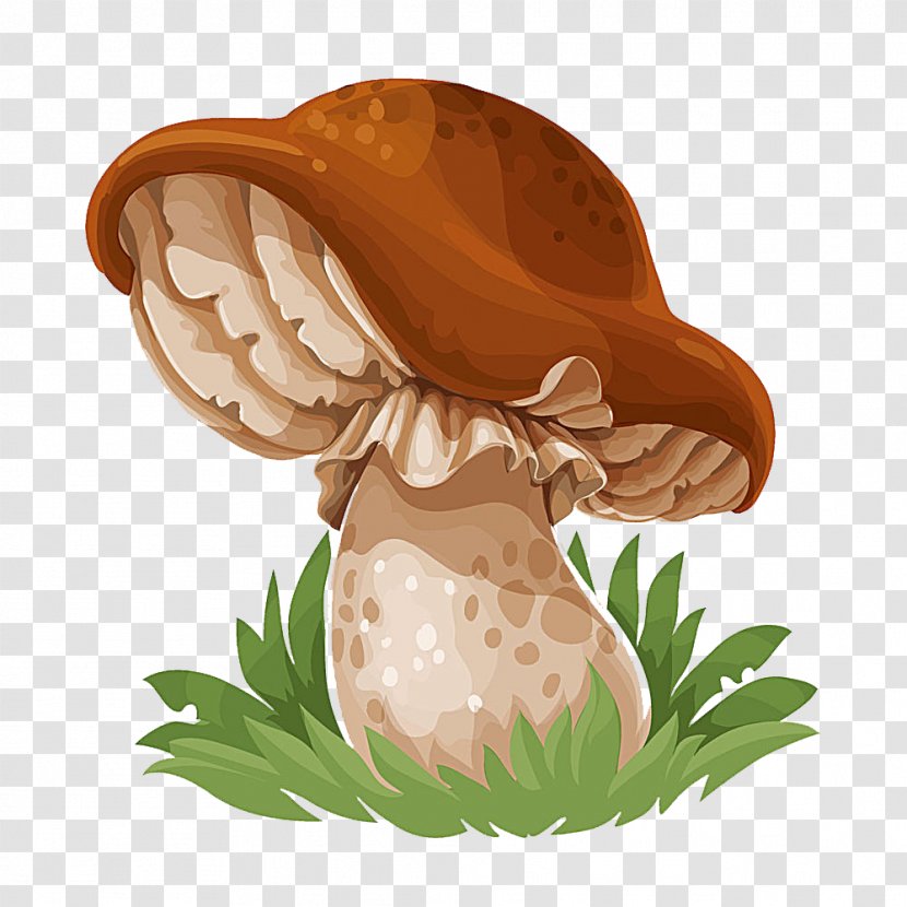 Common Mushroom Drawing Edible - Photography Transparent PNG