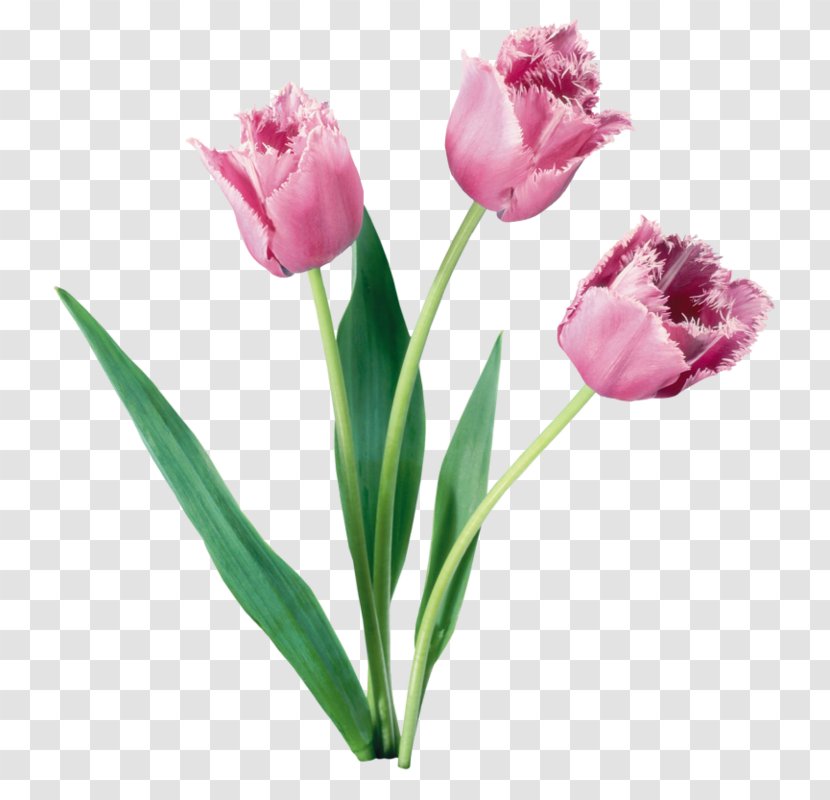 Tulip Flower Bouquet Bulb - Lily Family - Decorative Cartoon Floral Background Material Transparent PNG