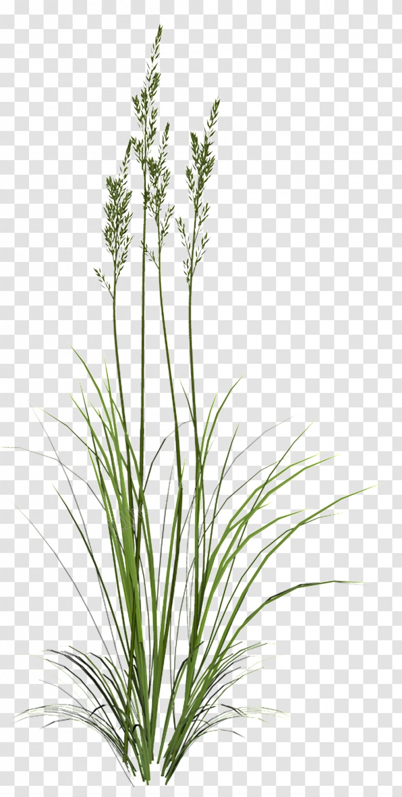 Herbaceous Plant Plants Image 3D Computer Graphics - Perennial Transparent PNG