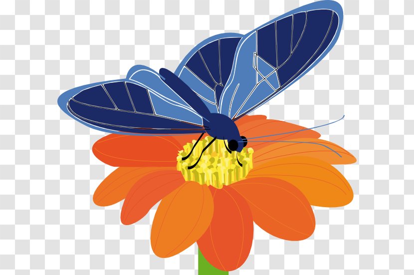 Butterfly Flower Clip Art - Invertebrate - Blue Transparent PNG