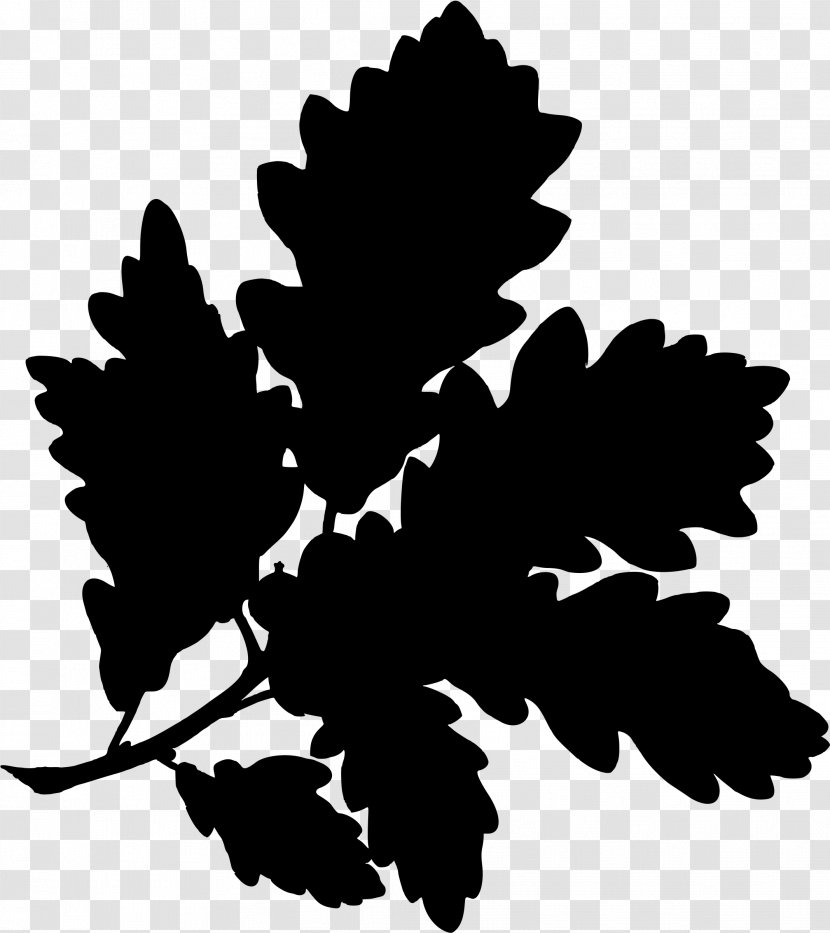 English Oak Water Sessile Gambel Botanical Illustration - Monochrome Photography - Acorn Transparent PNG