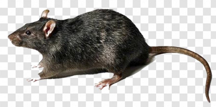 Brown Rat Black Mouse Rodent Murids - Transparent Transparent PNG