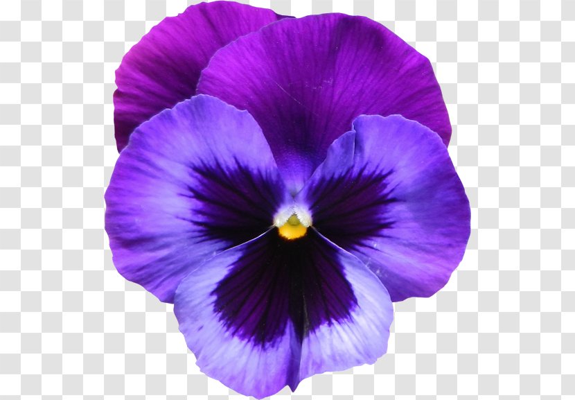 Pansy Violet Clip Art - Petal - Purple Lily Transparent PNG