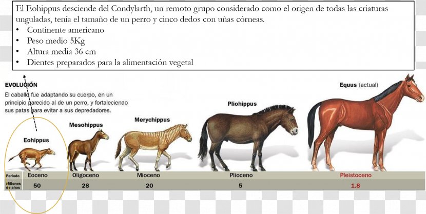 American Quarter Horse Yakutian Evolution Evolución De Los équidos Hyracotherium - Eohippus - Enduro Transparent PNG
