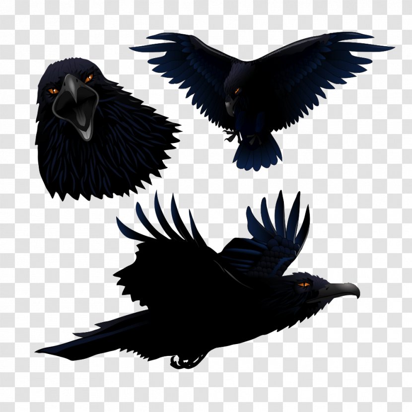 Common Raven Bird Clip Art - Fauna - Crow Transparent PNG