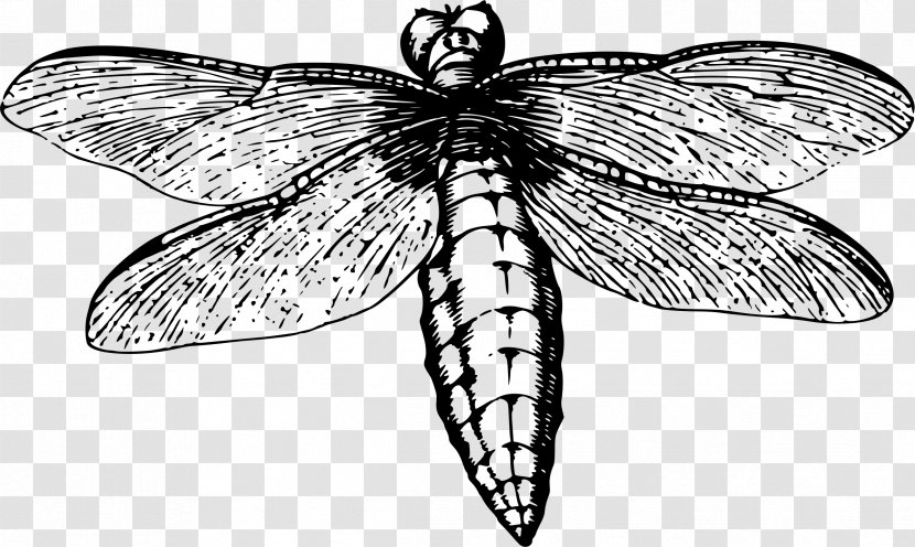 Dragonfly Insect Butterfly Line Art - Symmetry - Dragon Fly Transparent PNG