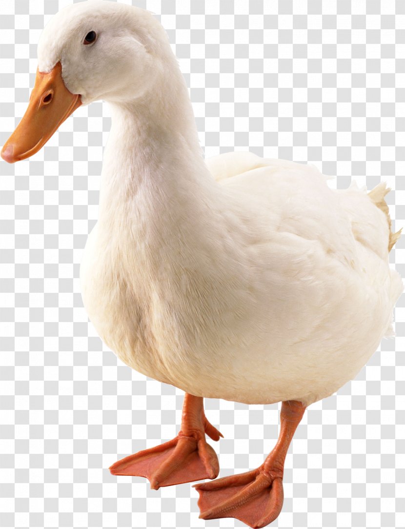 Duck Hunt Donald American Pekin - Poultry - Goose Transparent PNG