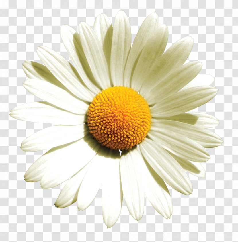 German Chamomile Flower Oxeye Daisy Roman - Family Transparent PNG