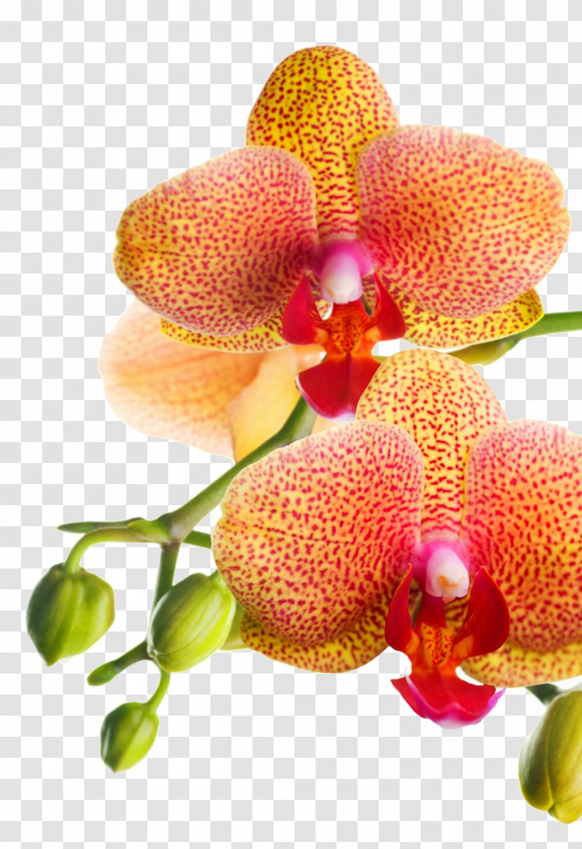 Orchids Artificial Flower Stock Photography - Vibrant Transparent PNG