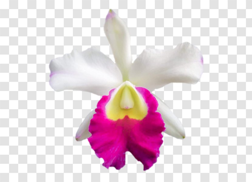 Christmas Orchid Crimson Cattleya Moth Orchids Laelia - Of The Philippines Transparent PNG