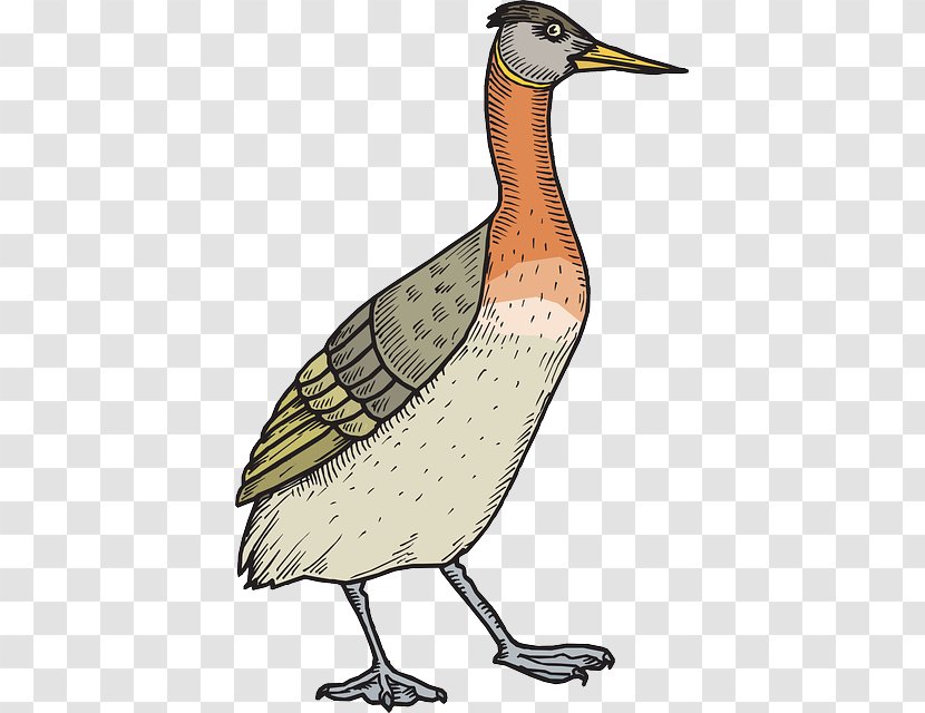 Bird Duck Mallard Clip Art - Crane Like Transparent PNG